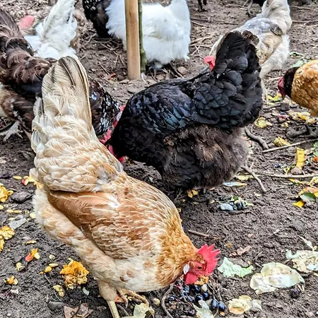 Schlossblick Fuer 4 Mit Kueche Kamin Netflix Parken Und Hofladen Appartement