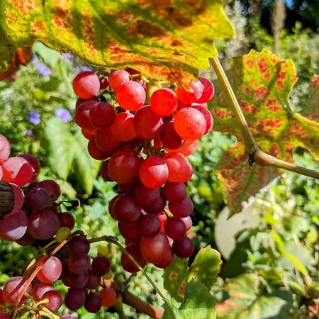 Schlossblick Fuer 4 Mit Kueche Kamin Netflix Parken Und Hofladen Appartement *