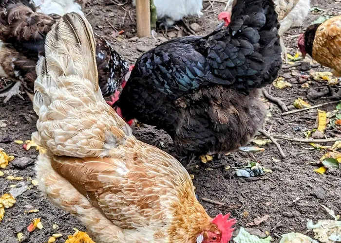 Schlossblick Fuer 4 Mit Kueche Kamin Netflix Parken Und Hofladen Appartamento