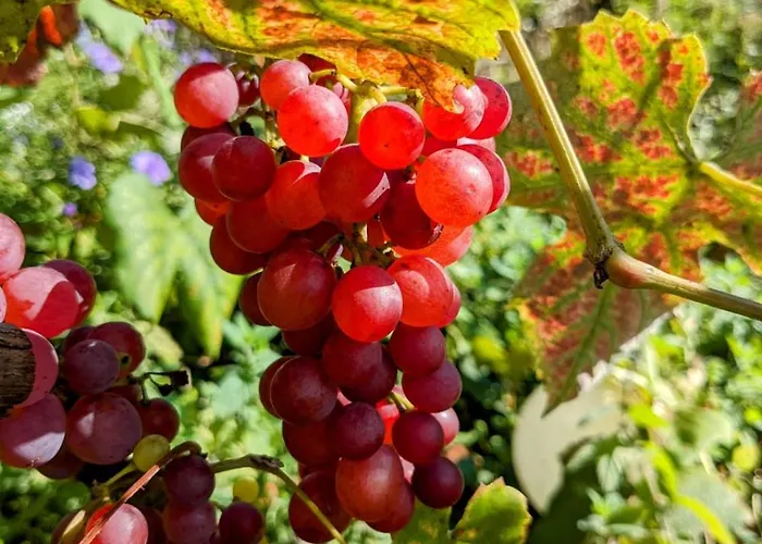 Schlossblick Für 4 Mit Küche Kamin Netflix Parken Und Hofladen Apartamento *